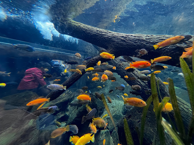 Junior Museum & Zoo Travel | Museums