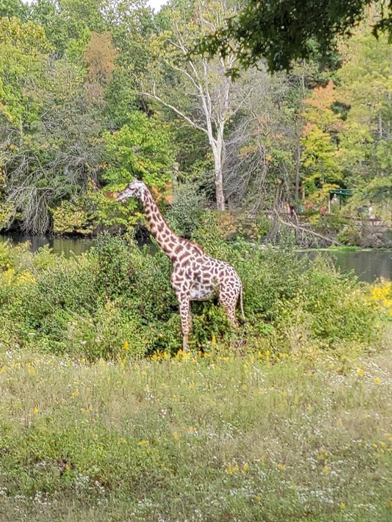 Kansas City Zoo Travel | Zoo and Wildlife Sanctuary 