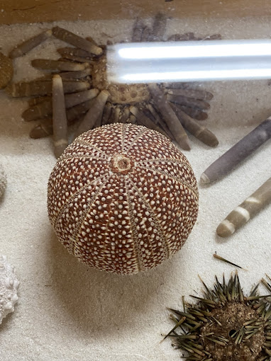 Kenneth E. Stoddard Shell Museum Travel | Museums
