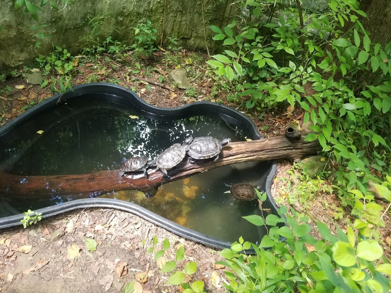 Kentucky Reptile Zoo Travel | Zoo and Wildlife Sanctuary 