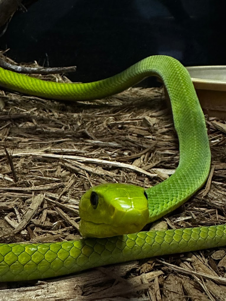 Kentucky Reptile Zoo - Logo