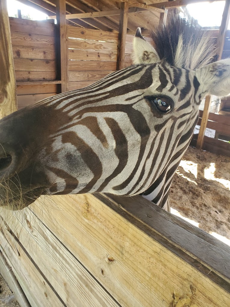 Kowiachobee Animal Reserve Travel | Zoo and Wildlife Sanctuary 