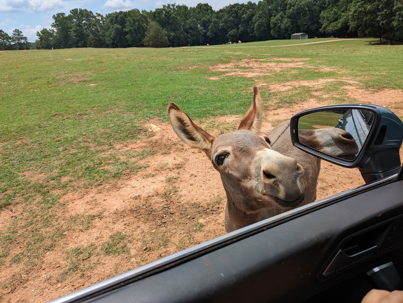 Lake Hartwell Wildlife Safari Travel | Zoo and Wildlife Sanctuary 