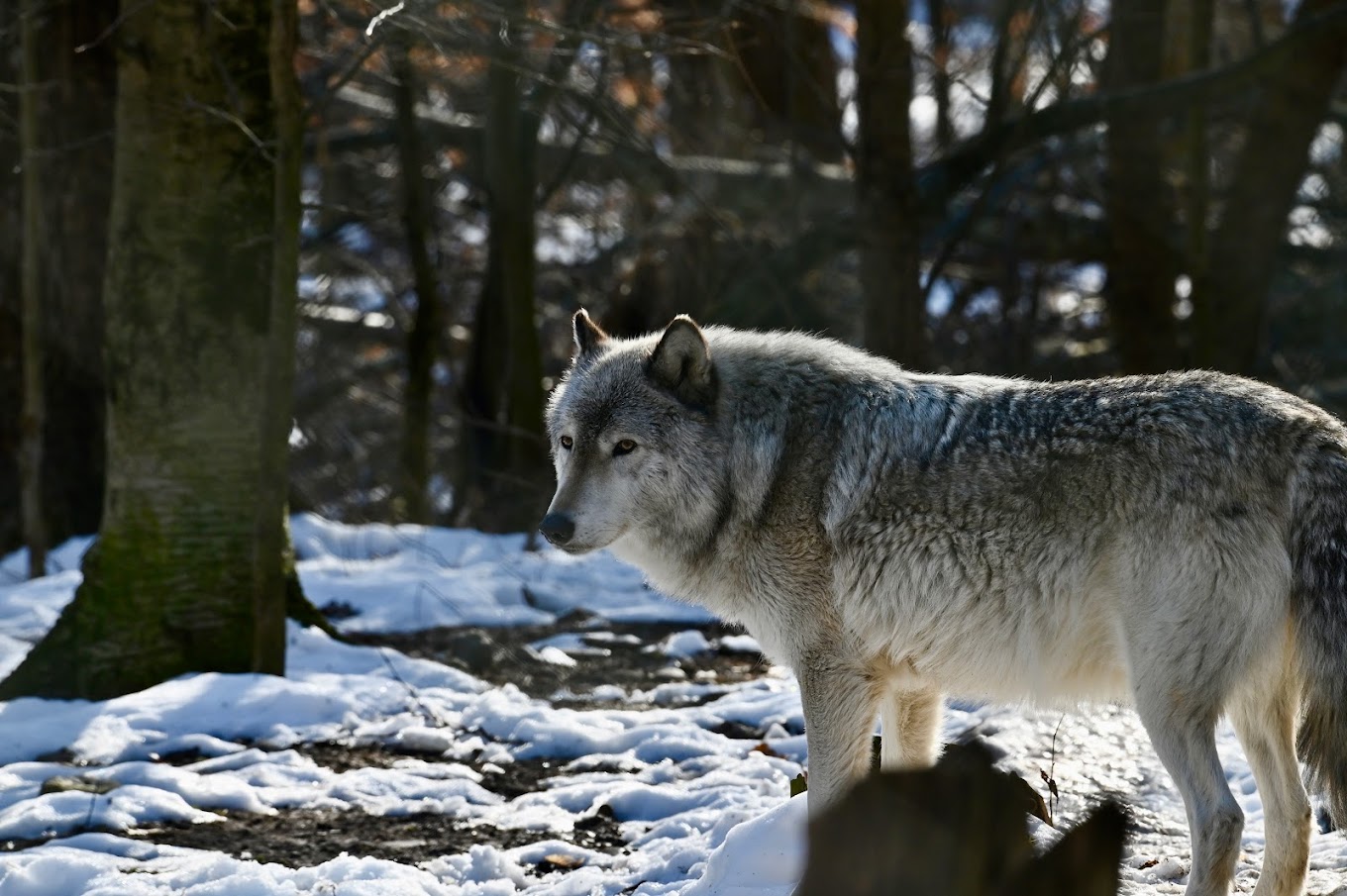 Lakota Wolf Reserve Travel | Zoo and Wildlife Sanctuary 