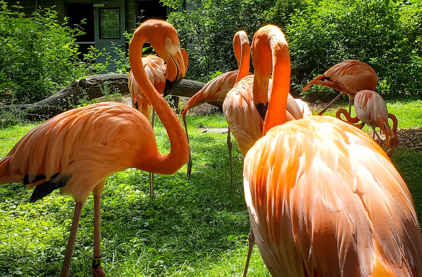 Lincoln Childrens Zoo Travel | Zoo and Wildlife Sanctuary 