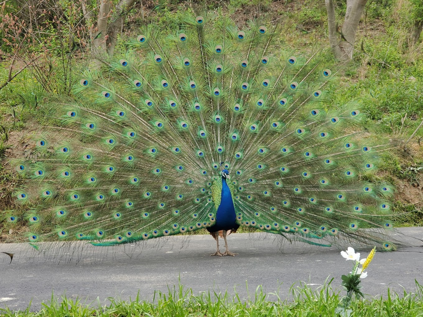 Little Ponderosa Zoo and Rescue Travel | Zoo and Wildlife Sanctuary 