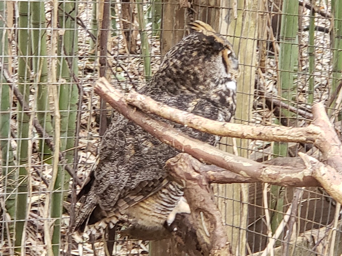 Louisiana Purchase Gardens and Zoo Travel | Zoo and Wildlife Sanctuary 