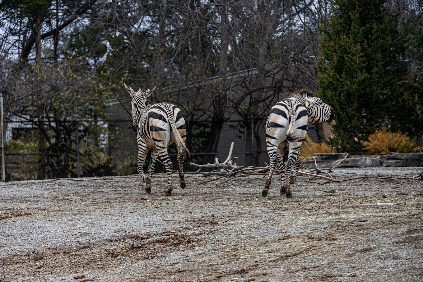 Louisville Zoo Travel | Zoo and Wildlife Sanctuary 
