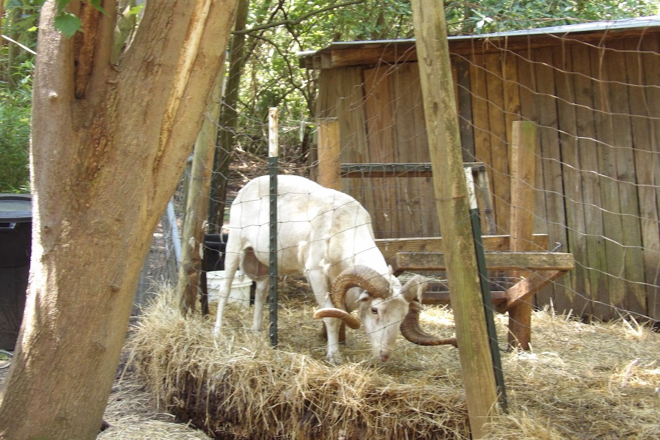 Lynwood Park Zoo Travel | Zoo and Wildlife Sanctuary 