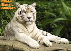 Miami Exotic Animals Travel | Zoo and Wildlife Sanctuary 