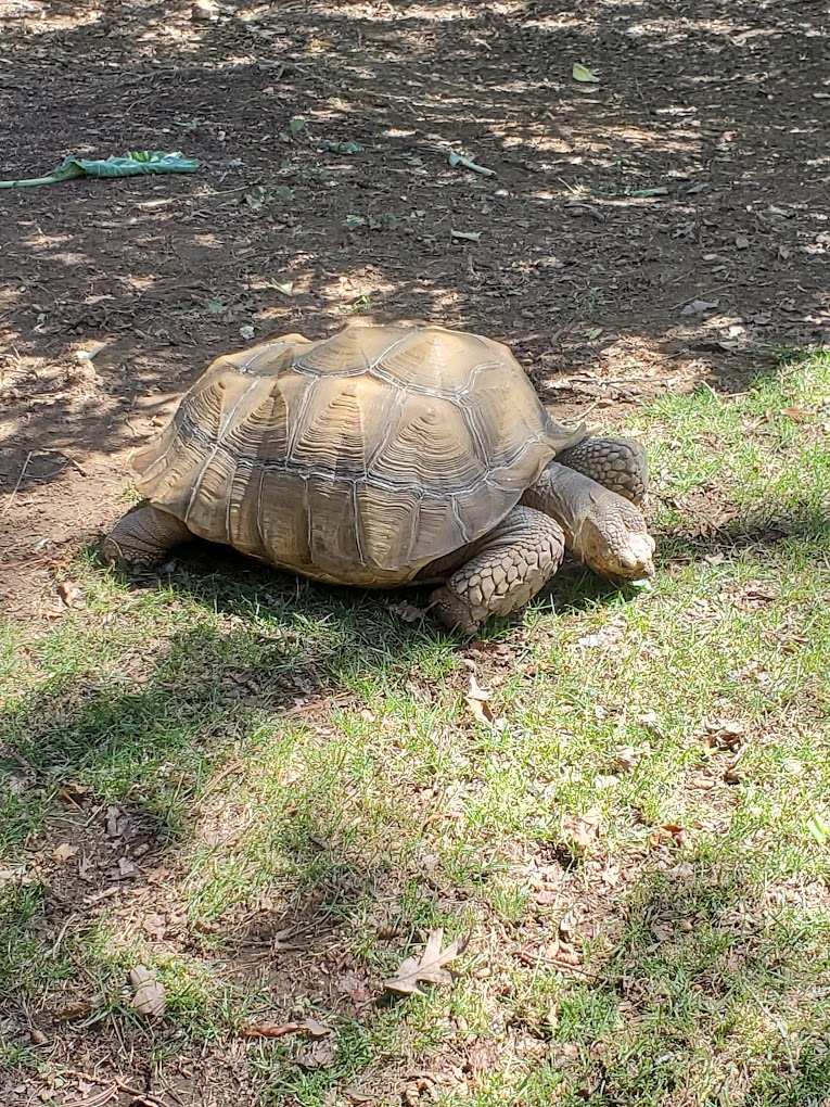Mill Mountain Zoo Travel | Zoo and Wildlife Sanctuary 