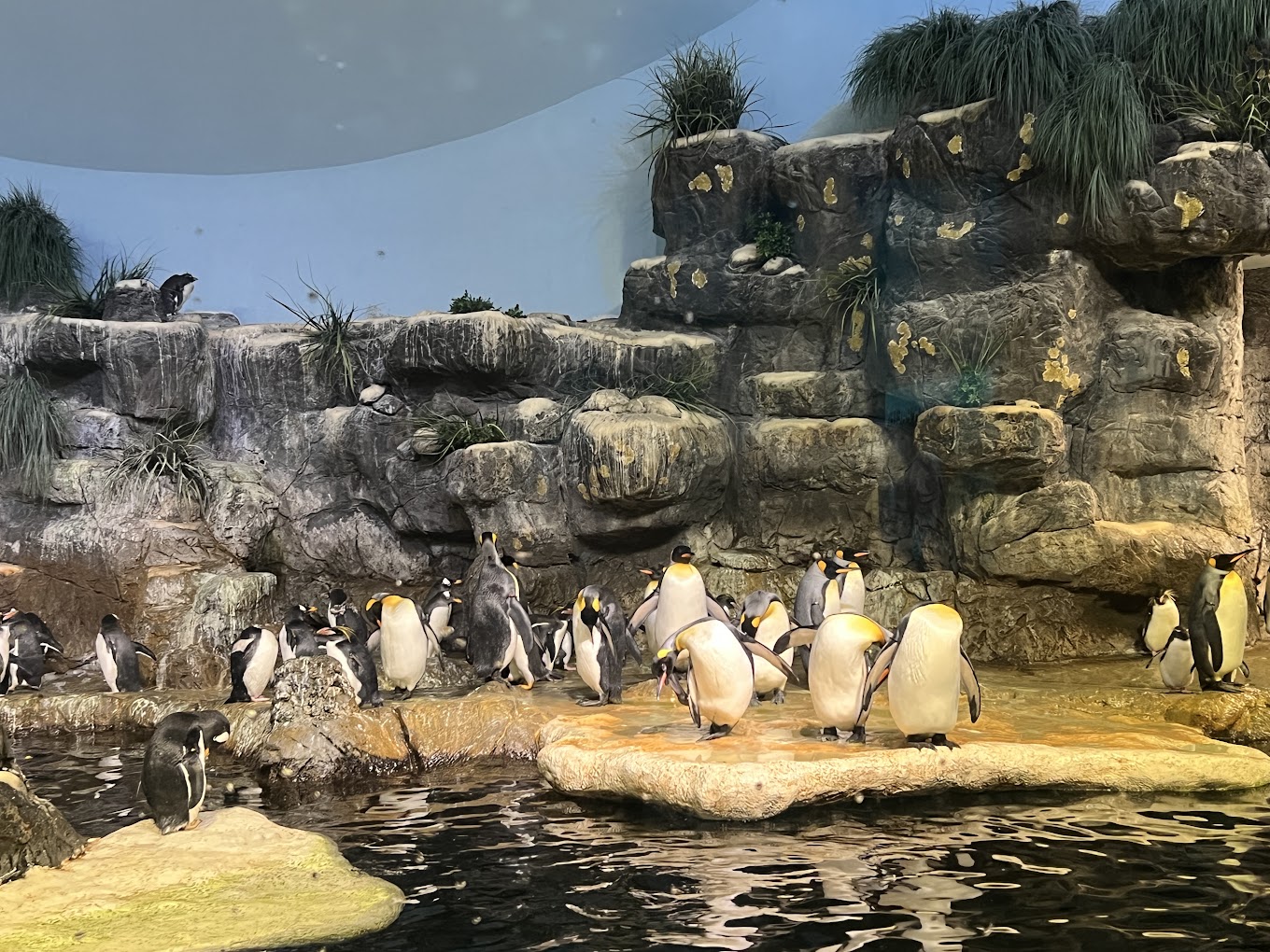 Moody Gardens Travel | Zoo and Wildlife Sanctuary 