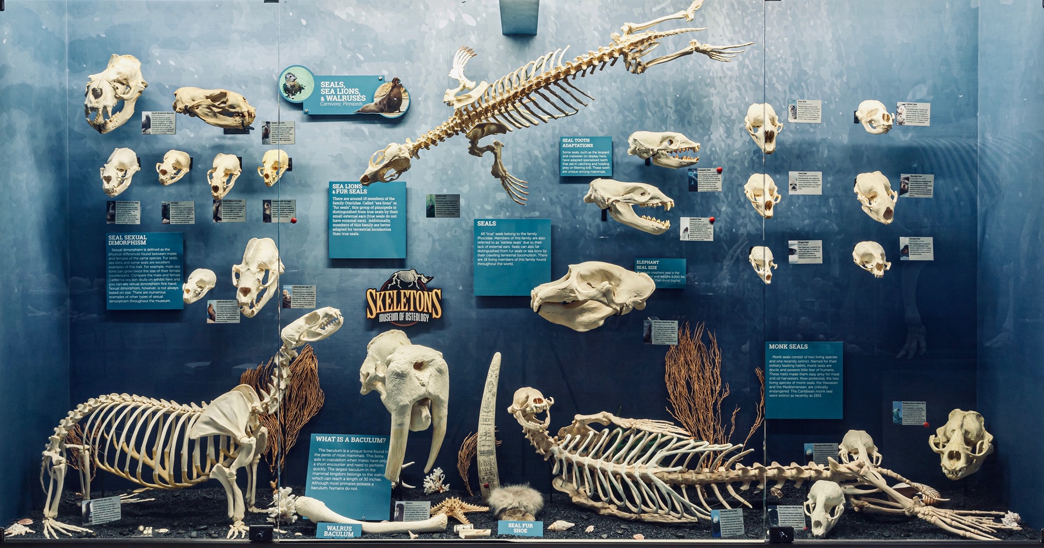 Museum of Osteology, Oklahoma City Travel | Museums