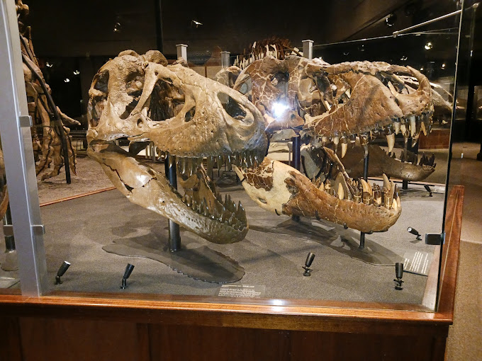 Museum of the Rockies Travel | Museums