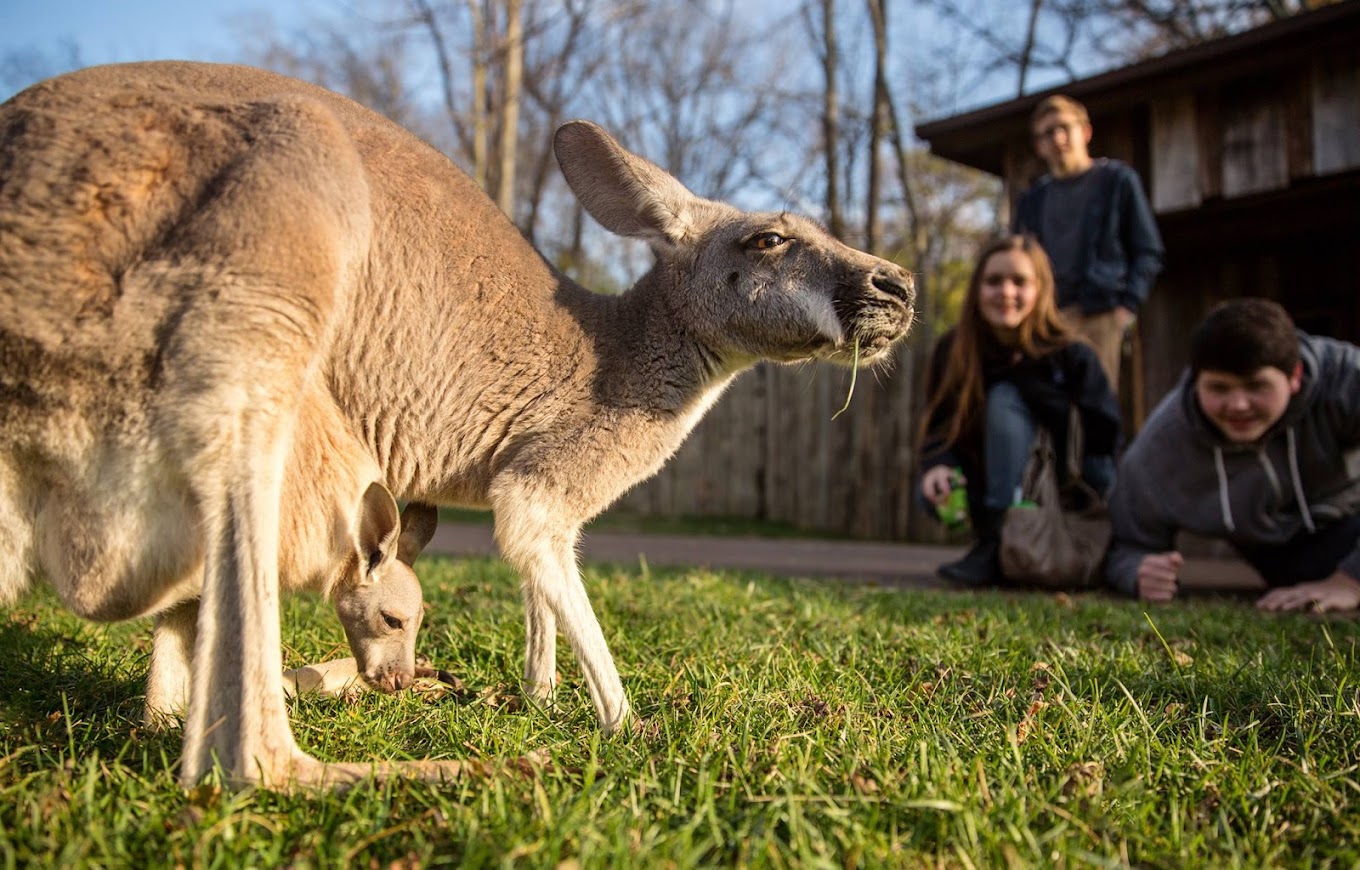 Nashville Zoo at Grassmere Travel | Zoo and Wildlife Sanctuary 