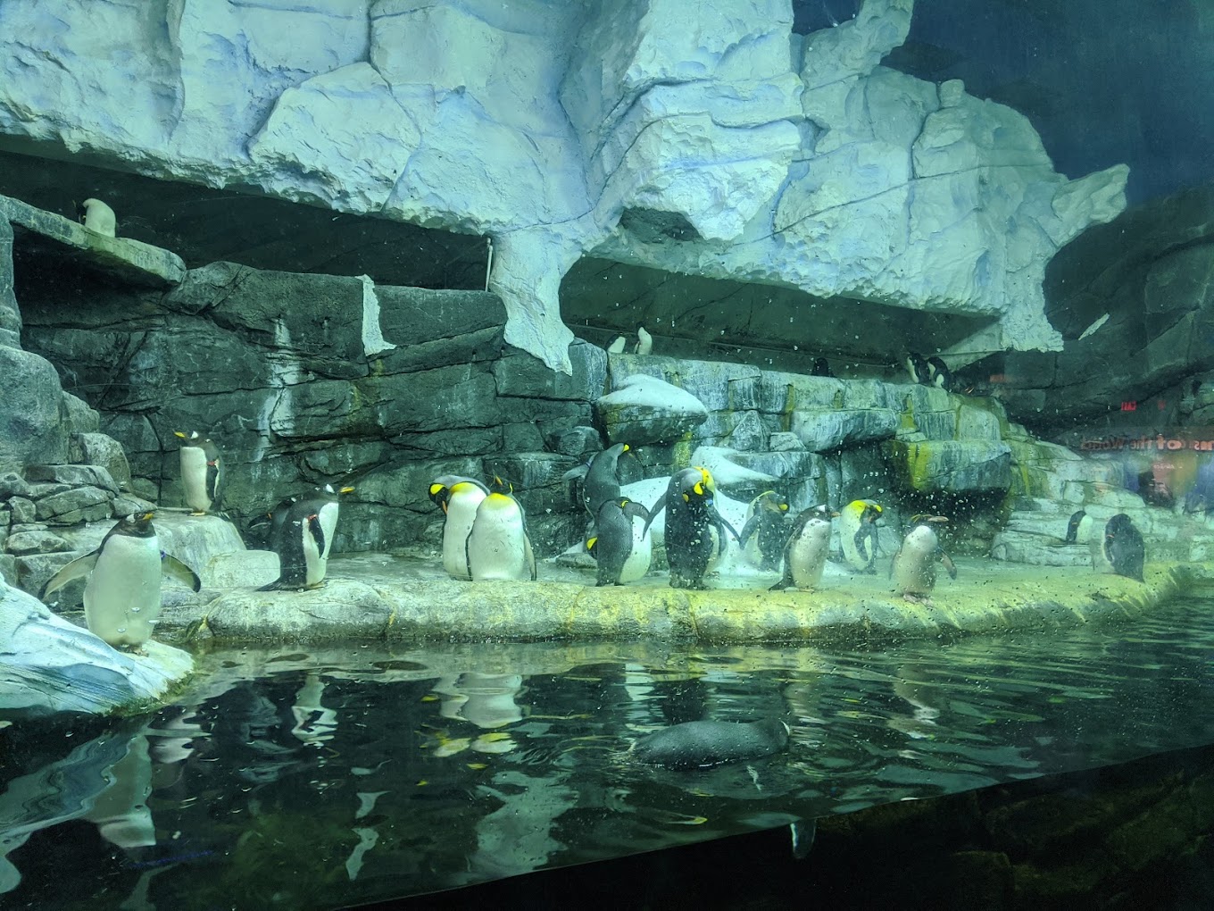 Newport Aquarium Travel | Park