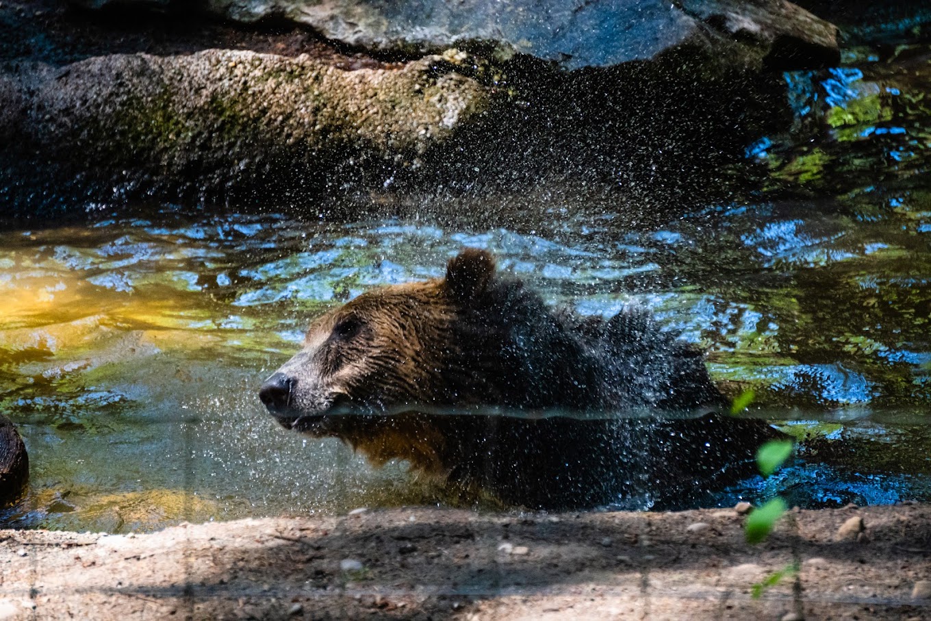 Northwest Trek Travel | Zoo and Wildlife Sanctuary 