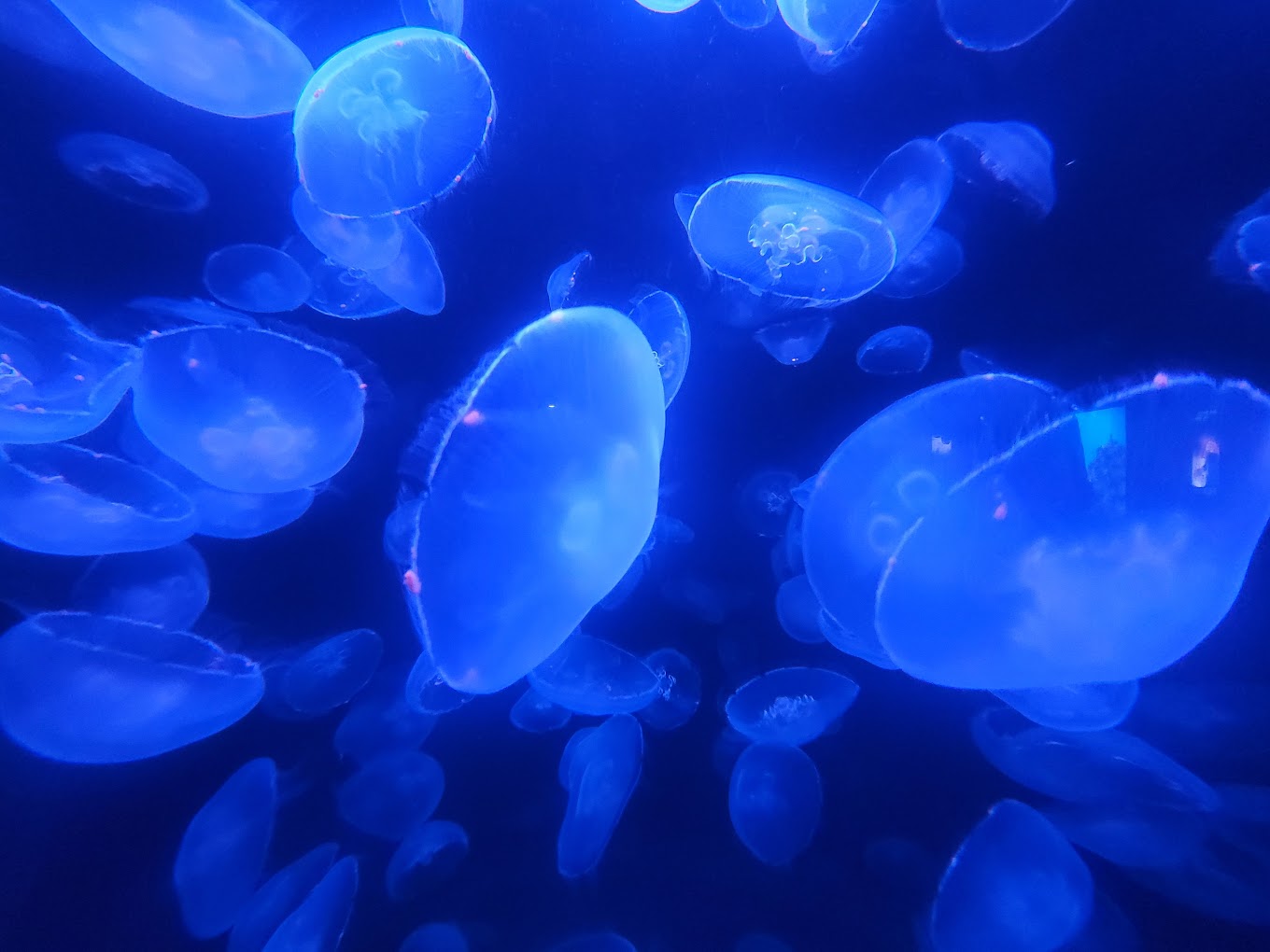 Omahas Henry Doorly Zoo and Aquarium Travel | Zoo and Wildlife Sanctuary 