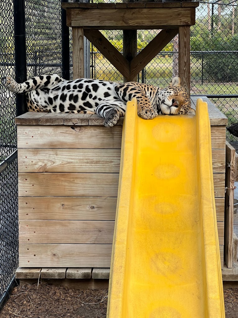Panther Ridge Conservation Center Travel | Zoo and Wildlife Sanctuary 