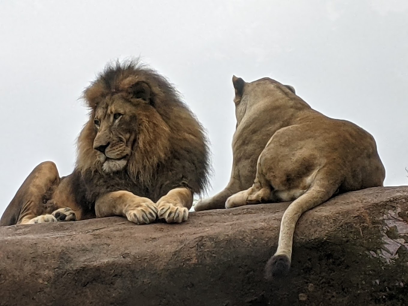 Peoria Zoo Travel | Zoo and Wildlife Sanctuary 
