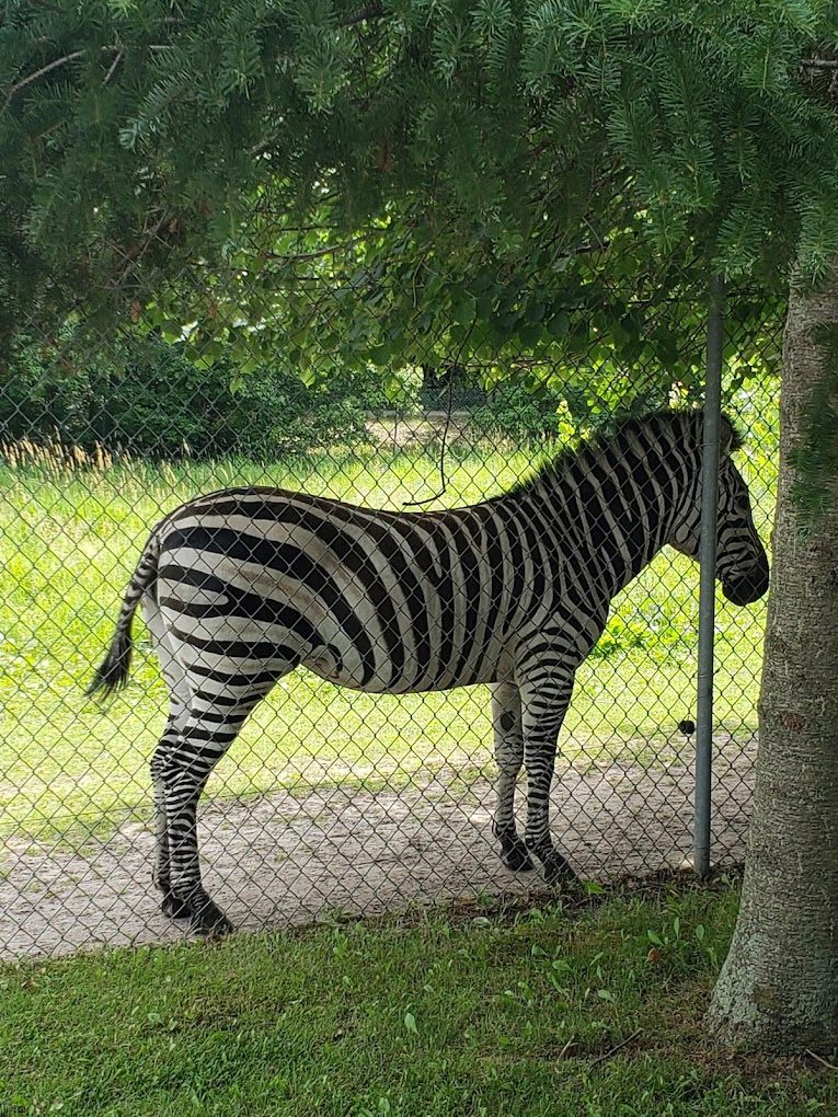 Pine Grove Zoo Travel | Lake