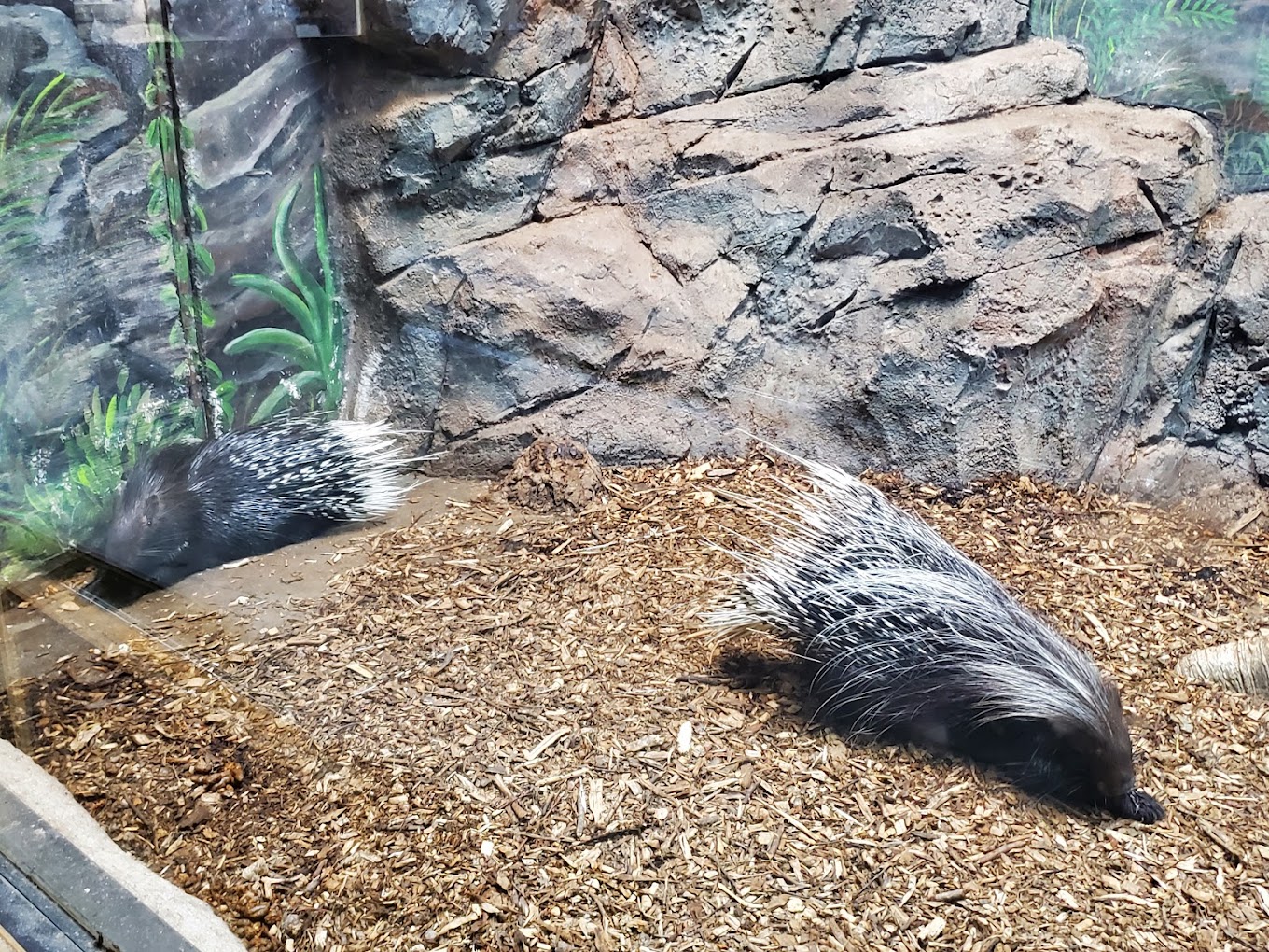 Rainforest Adventure Discovery Zoo Travel | Zoo and Wildlife Sanctuary 