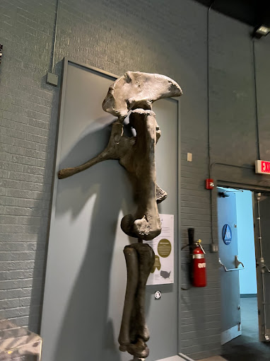 Raymond M. Alf Museum of Paleontology Travel | Museums