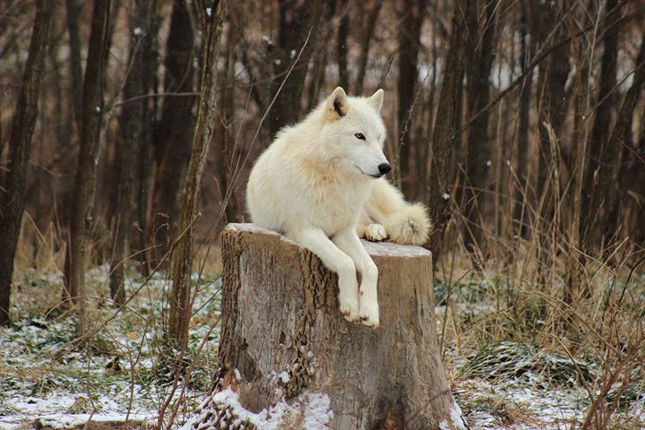 Red Wolf Sanctuary and Raptor Rehabilitation Center Travel | Zoo and Wildlife Sanctuary 