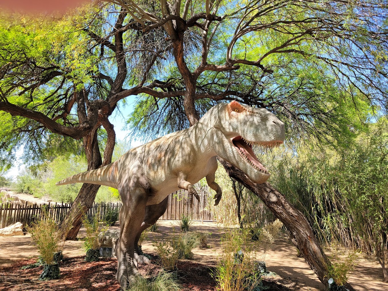 Reid Park Zoo Travel | Zoo and Wildlife Sanctuary 