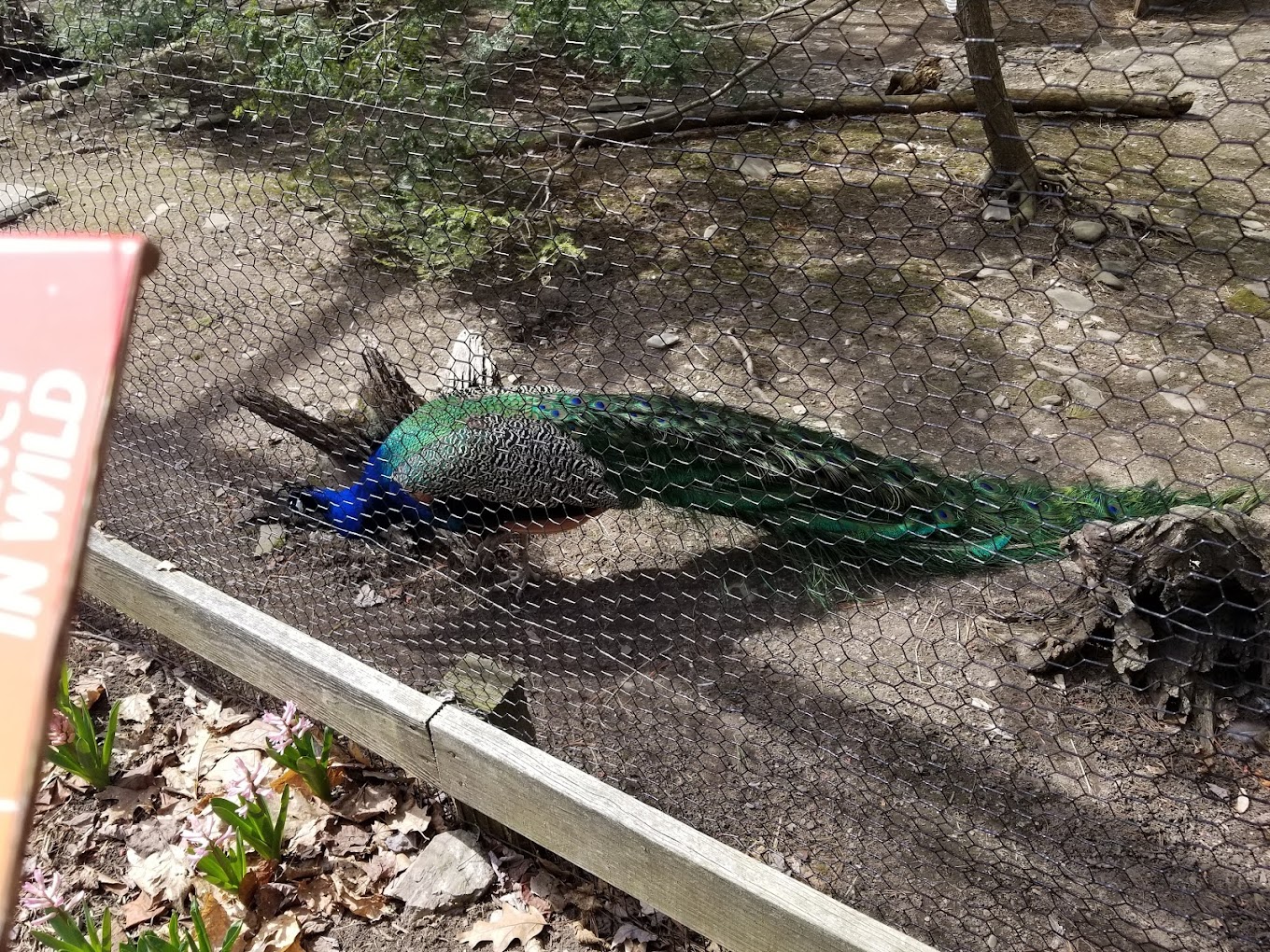 Ross Park Zoo Travel | Zoo and Wildlife Sanctuary 