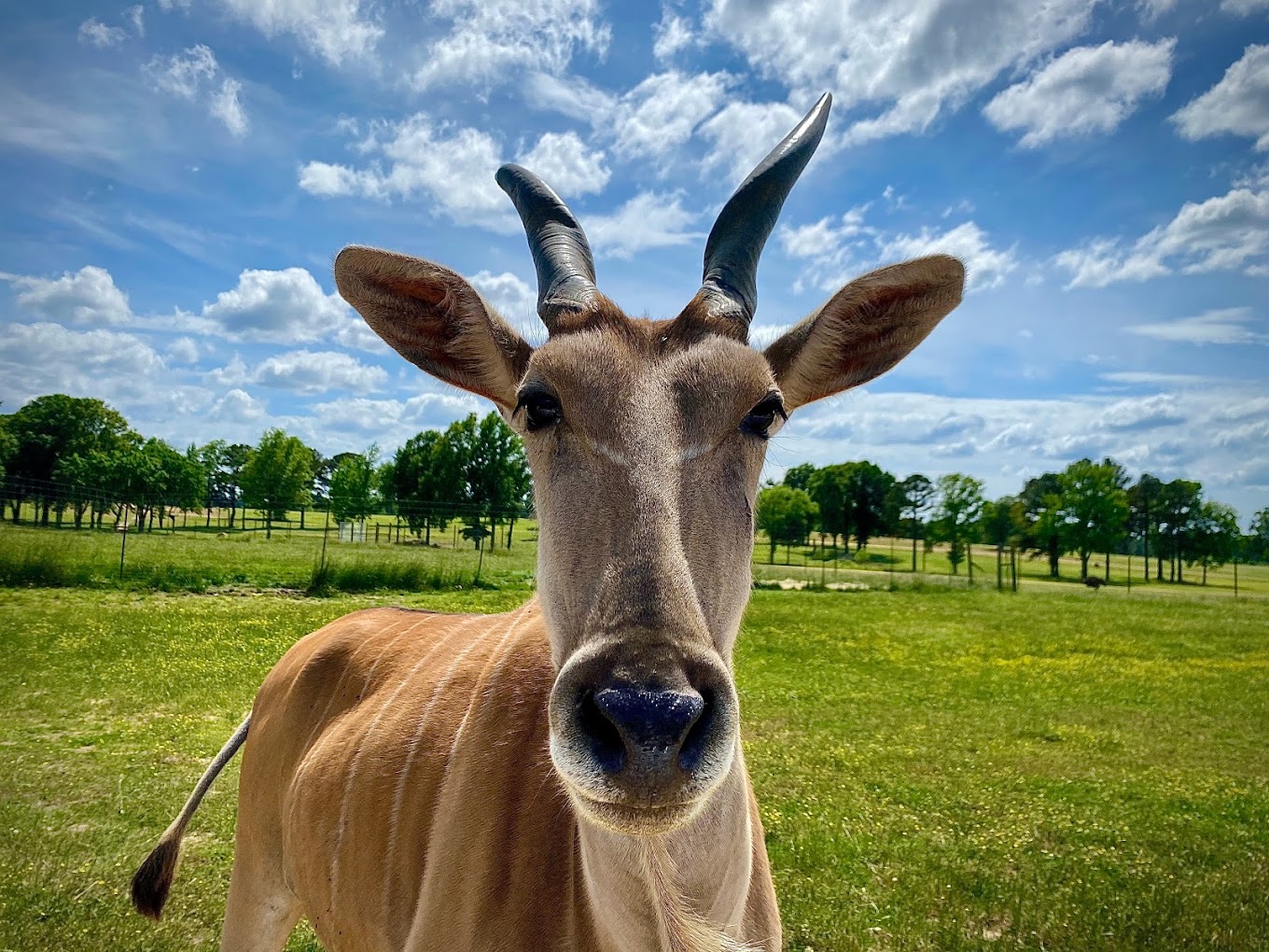 Safari Wild Animal Park and Preserve Travel | Zoo and Wildlife Sanctuary 