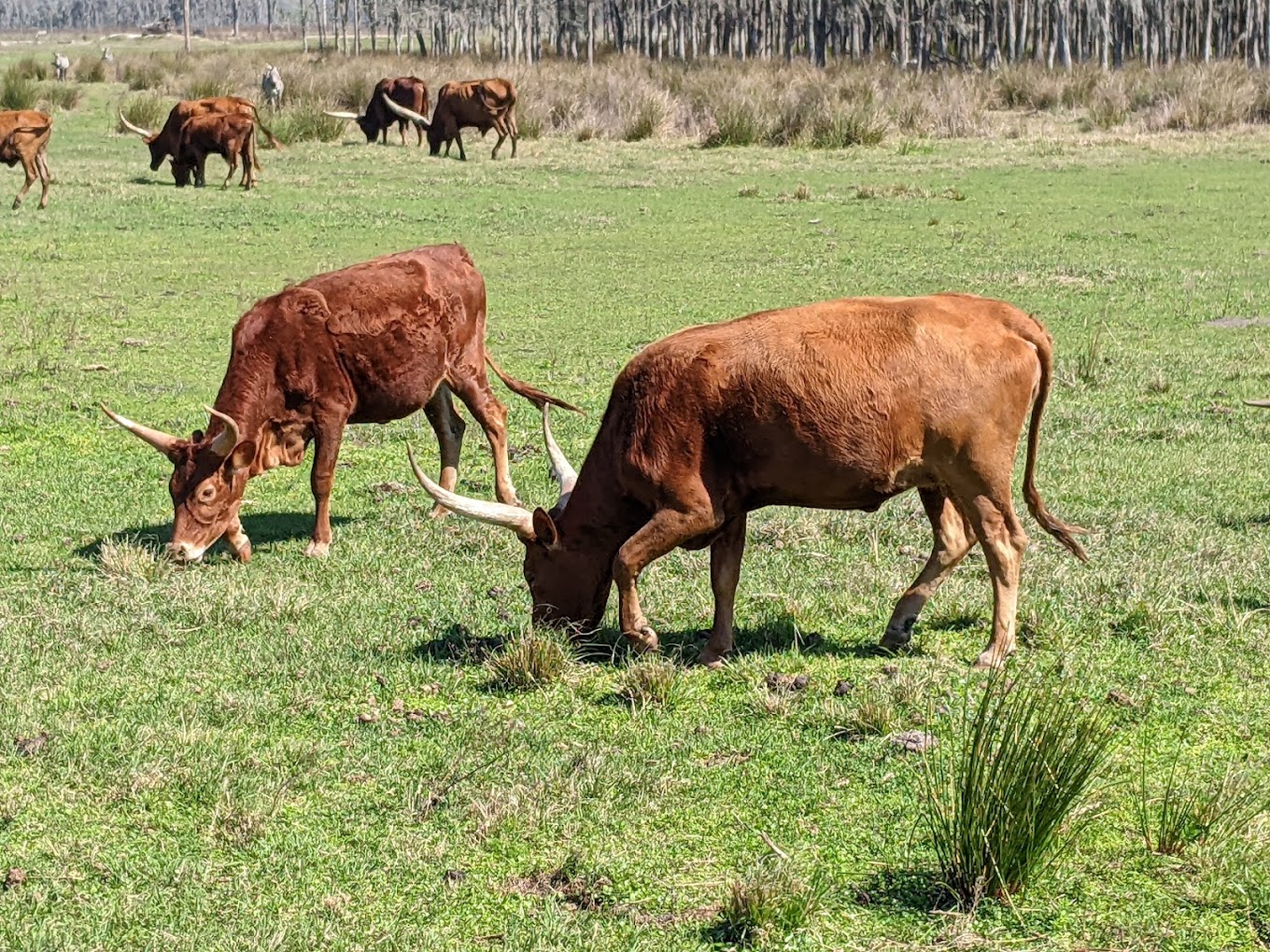 Safari Wilderness Ranch Travel | Zoo and Wildlife Sanctuary 