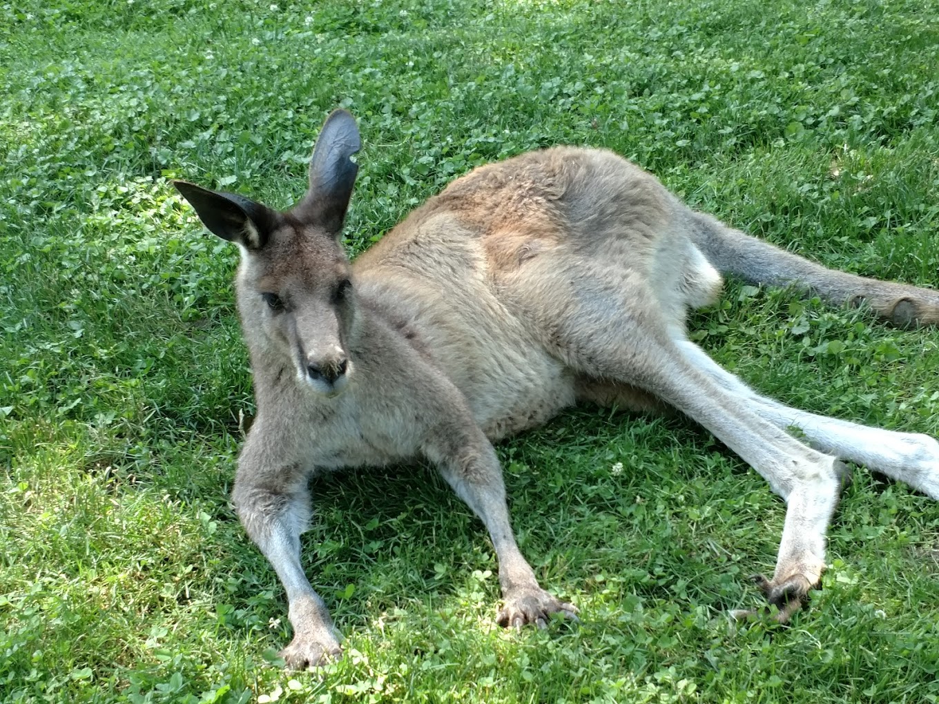 Saginaw Childrens Zoo Travel | Zoo and Wildlife Sanctuary 