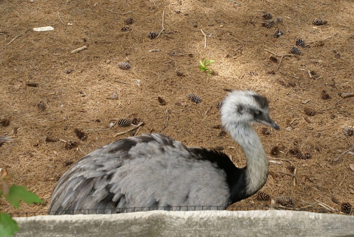 Salisbury Zoo Travel | Zoo and Wildlife Sanctuary 