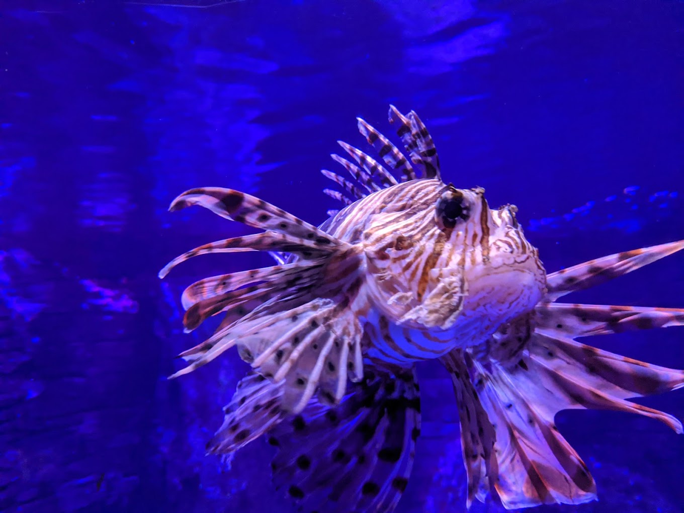 Sea Life Aquarium at Legoland California Travel | Park