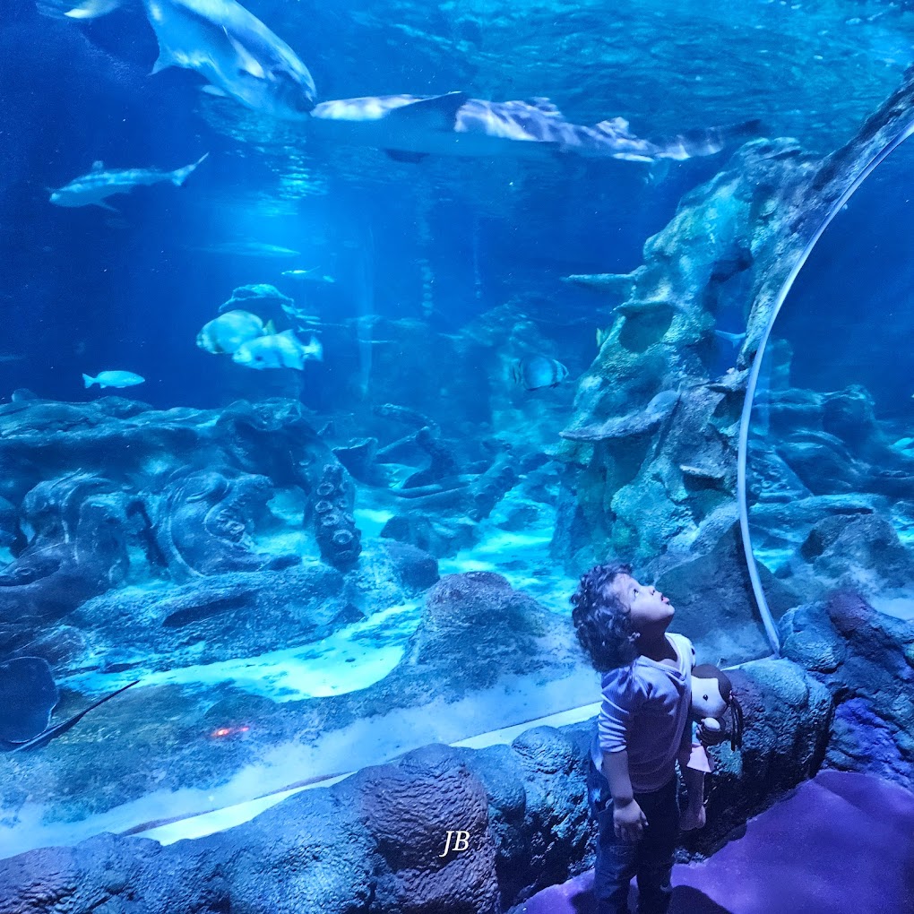 Sea Life Charlotte Concord Aquarium Travel | Park