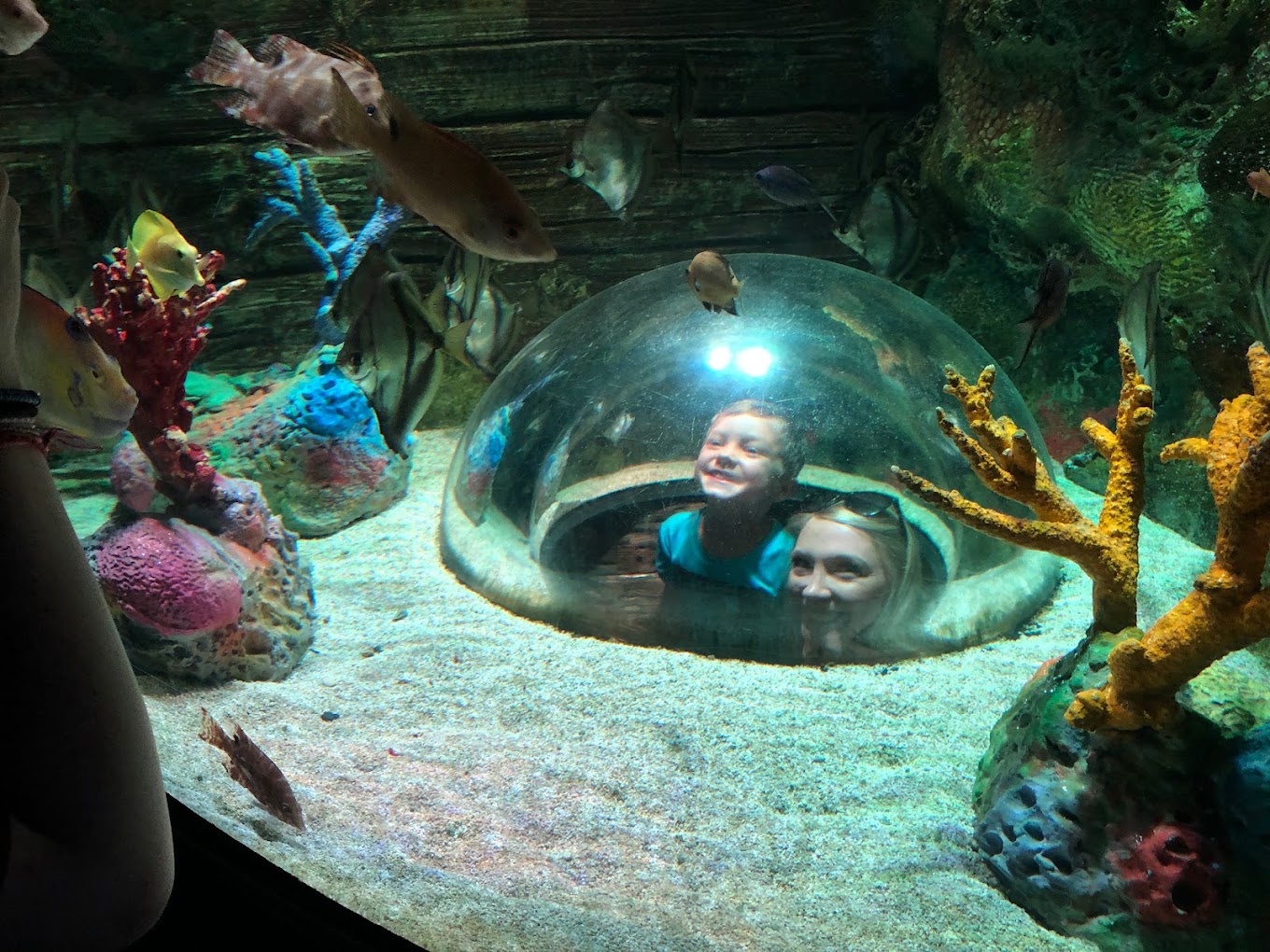 Sea Life Kansas City Travel | Park