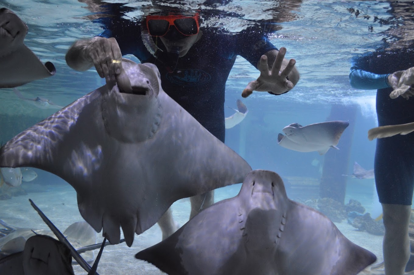 SeaQuest Fort Worth Travel | Park