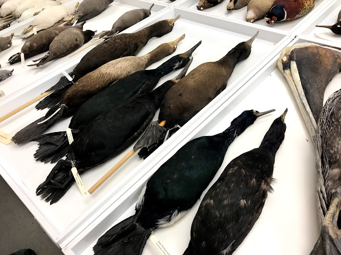 Slater Museum of Natural History Travel | Museums