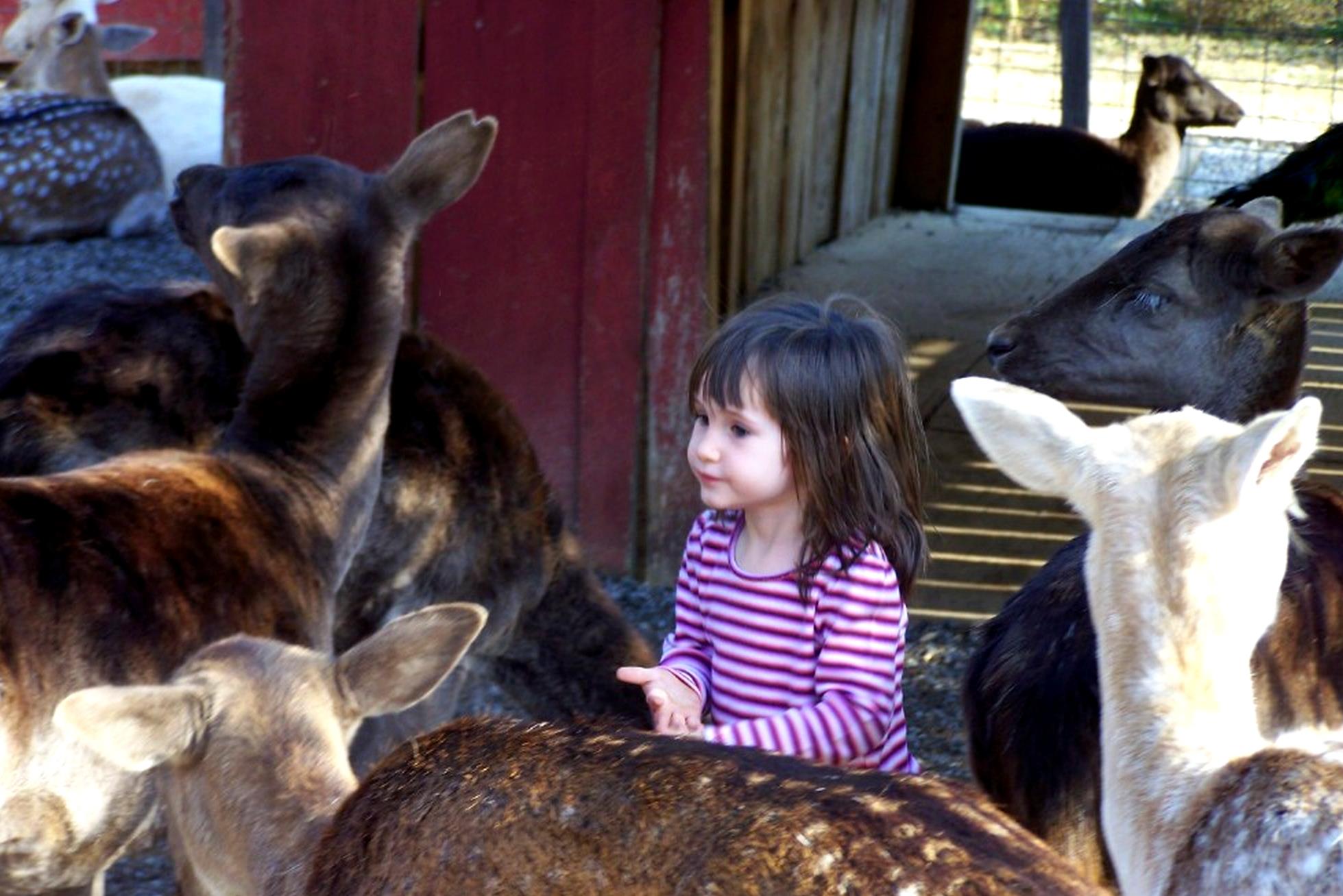 Smoky Mountains Deer Farm and Exotic Petting Zoo - Logo