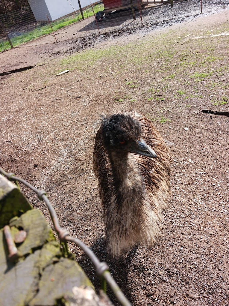 Smoky Mountains Deer Farm and Exotic Petting Zoo Travel | Zoo and Wildlife Sanctuary 