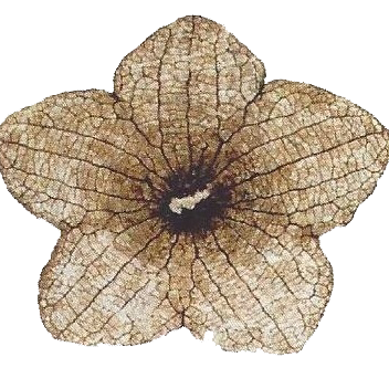 Stonerose Interpretive Center and Fossil Site Logo