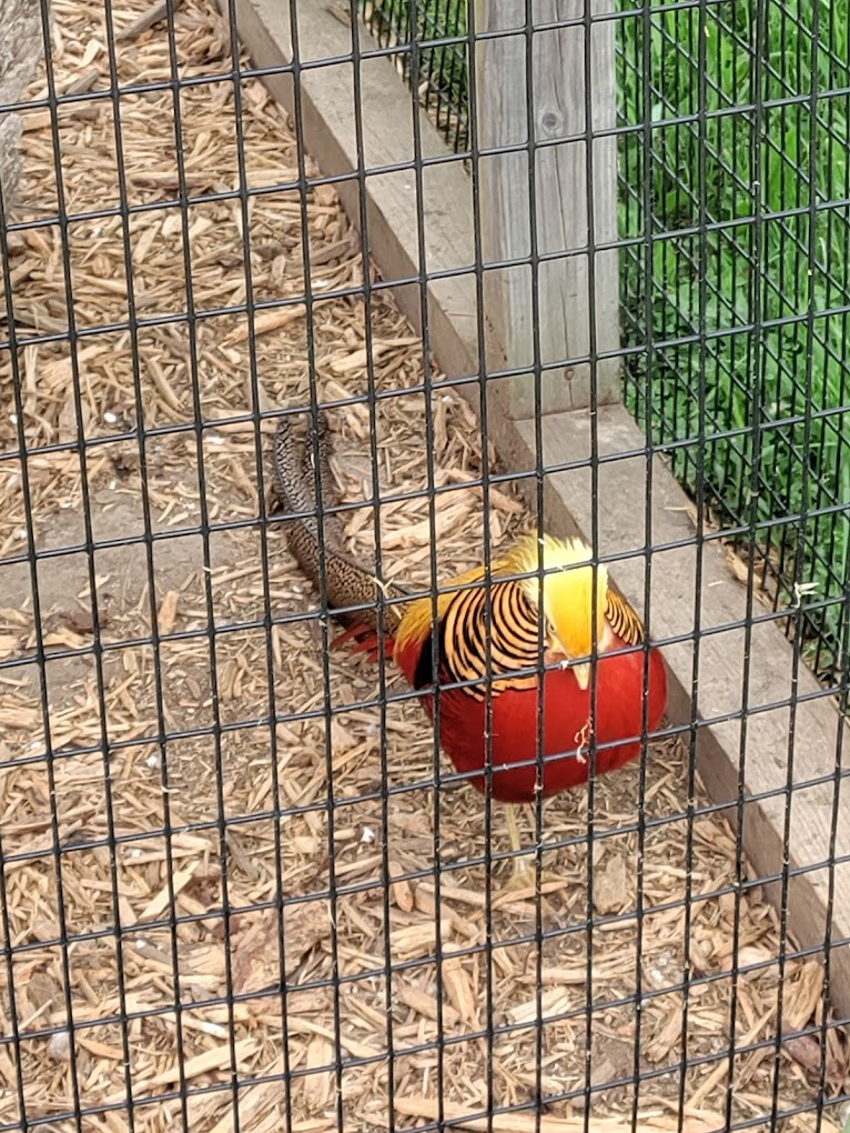 Summerfield Zoo Travel | Zoo and Wildlife Sanctuary 