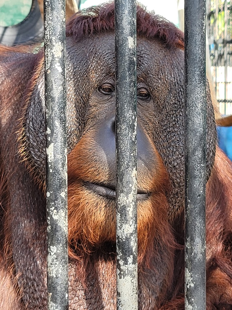 Suncoast Primate Sanctuary Travel | Zoo and Wildlife Sanctuary 