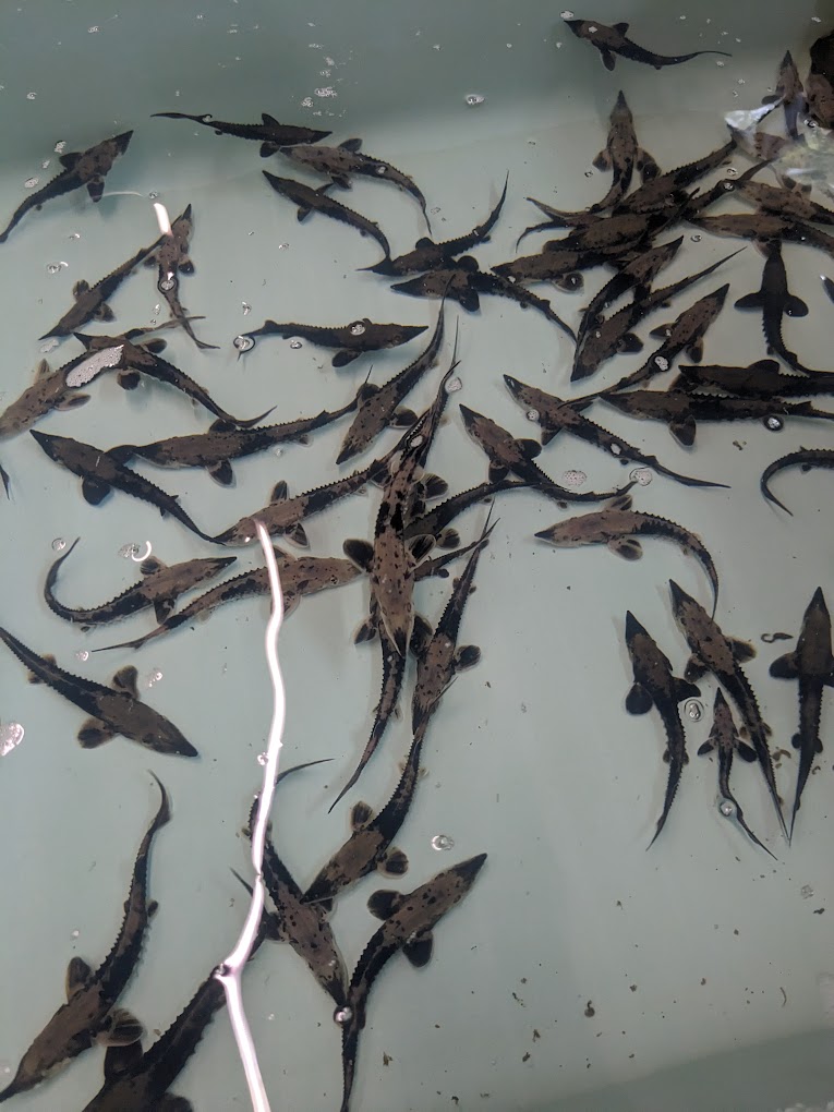Tennessee Aquarium Conservation Institute Travel | Park