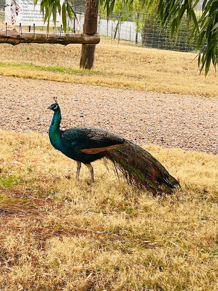 Tennessee Safari Park Travel | Zoo and Wildlife Sanctuary 