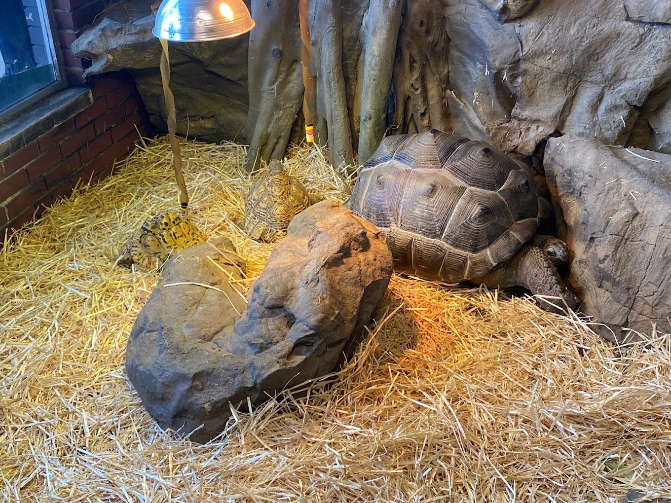 The Reptarium Travel | Zoo and Wildlife Sanctuary 