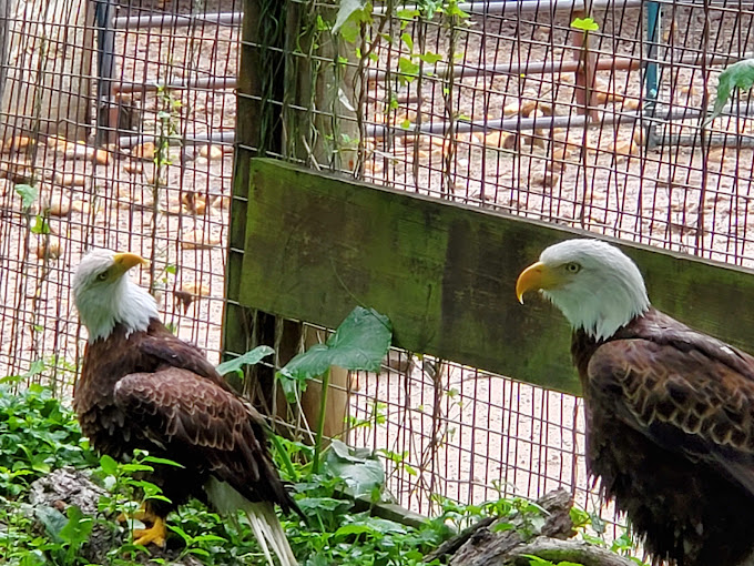 The Texas Zoo Travel | Zoo and Wildlife Sanctuary 