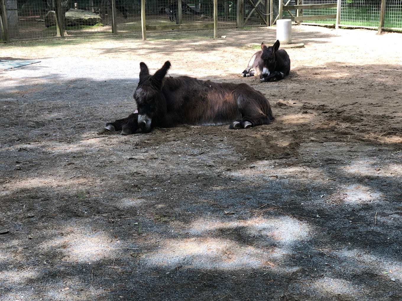 The Zoo in Forest Park Travel | Zoo and Wildlife Sanctuary 