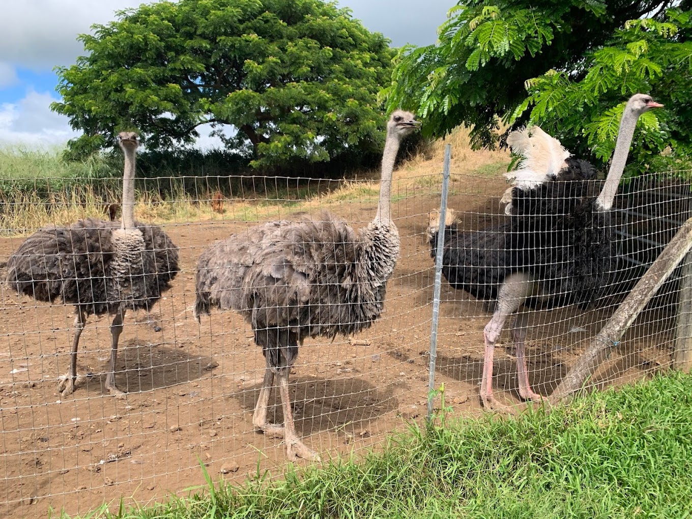 Three Ring Ranch Exotic Animal Sanctuary Travel | Zoo and Wildlife Sanctuary 